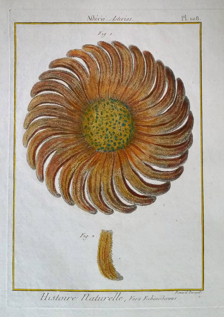 French Set of Twelve 18th Century, Hand-Coloured Engravings of Sea Urchins