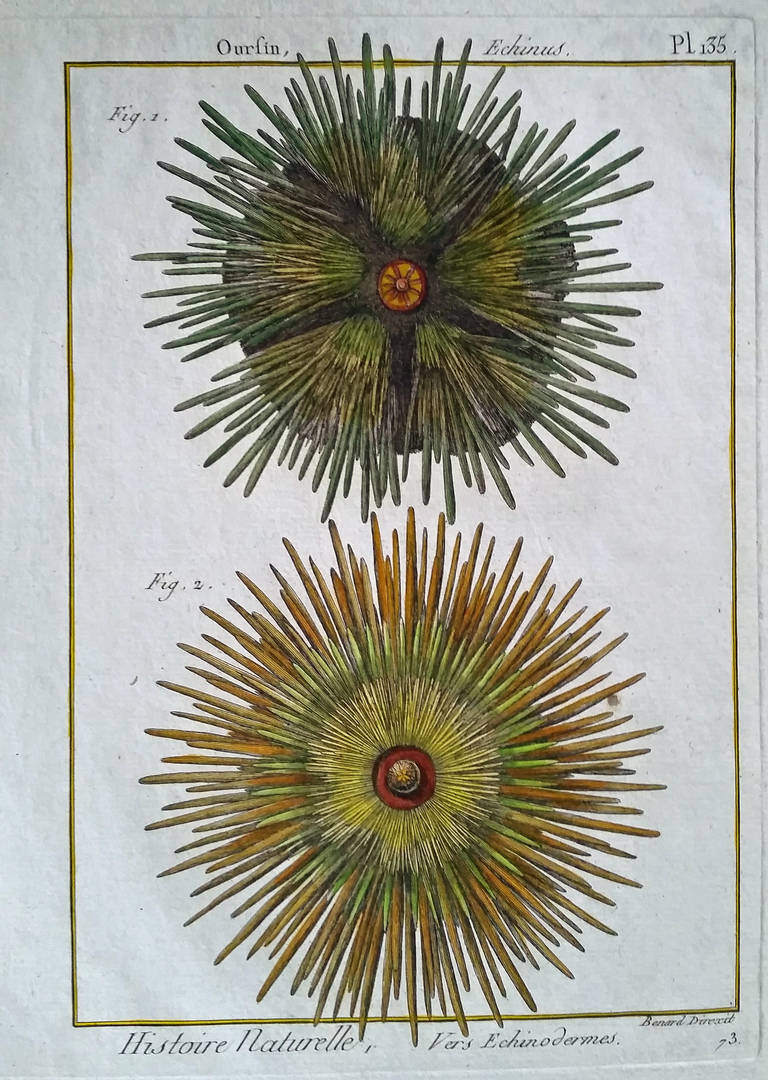 Set of Twelve 18th Century, Hand-Coloured Engravings of Sea Urchins In Excellent Condition In Downingtown, PA