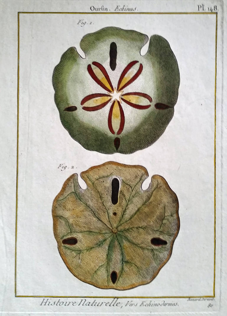 18th Century and Earlier Set of Twelve 18th Century, Hand-Coloured Engravings of Sea Urchins