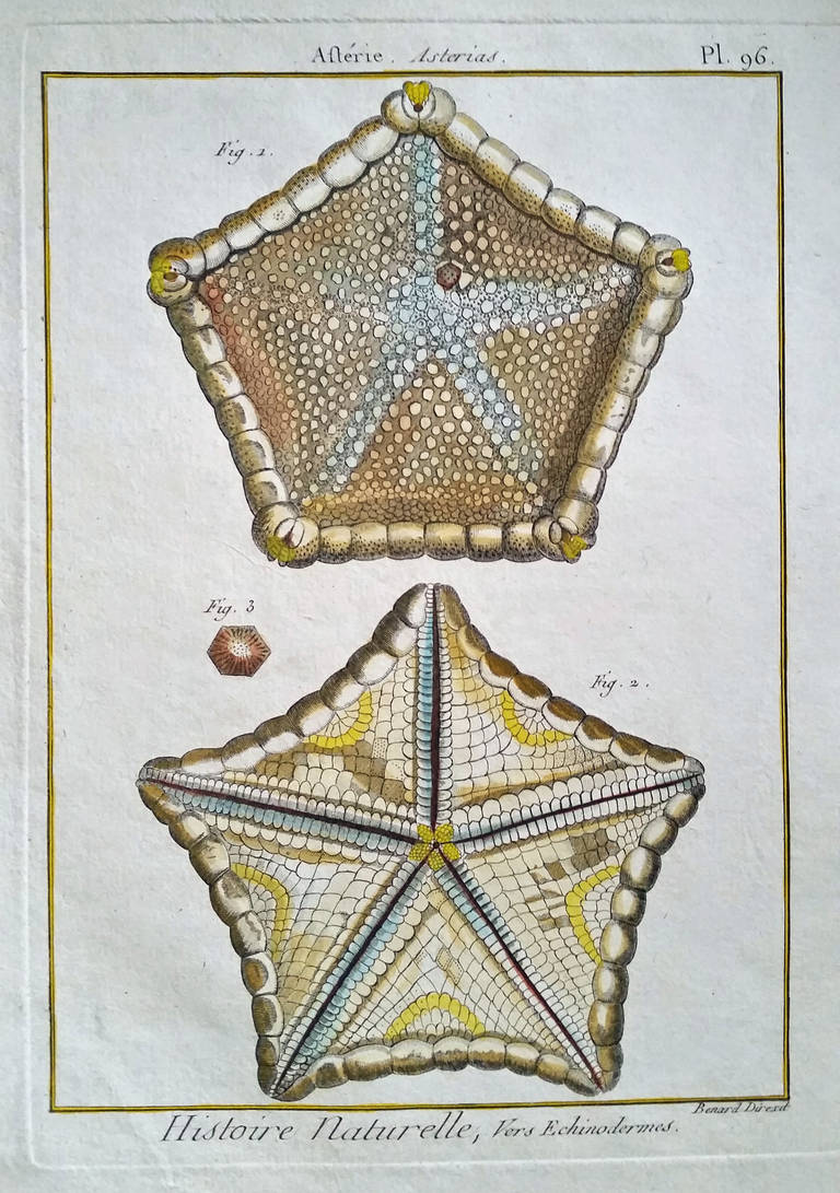 Set of Twelve 18th Century, Hand-Coloured Engravings of Sea Urchins 1
