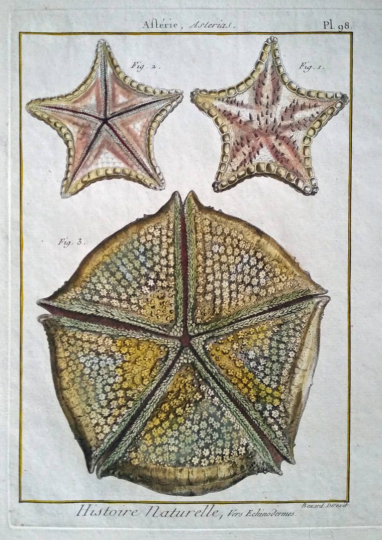 Set of Twelve 18th Century, Hand-Coloured Engravings of Sea Urchins 2