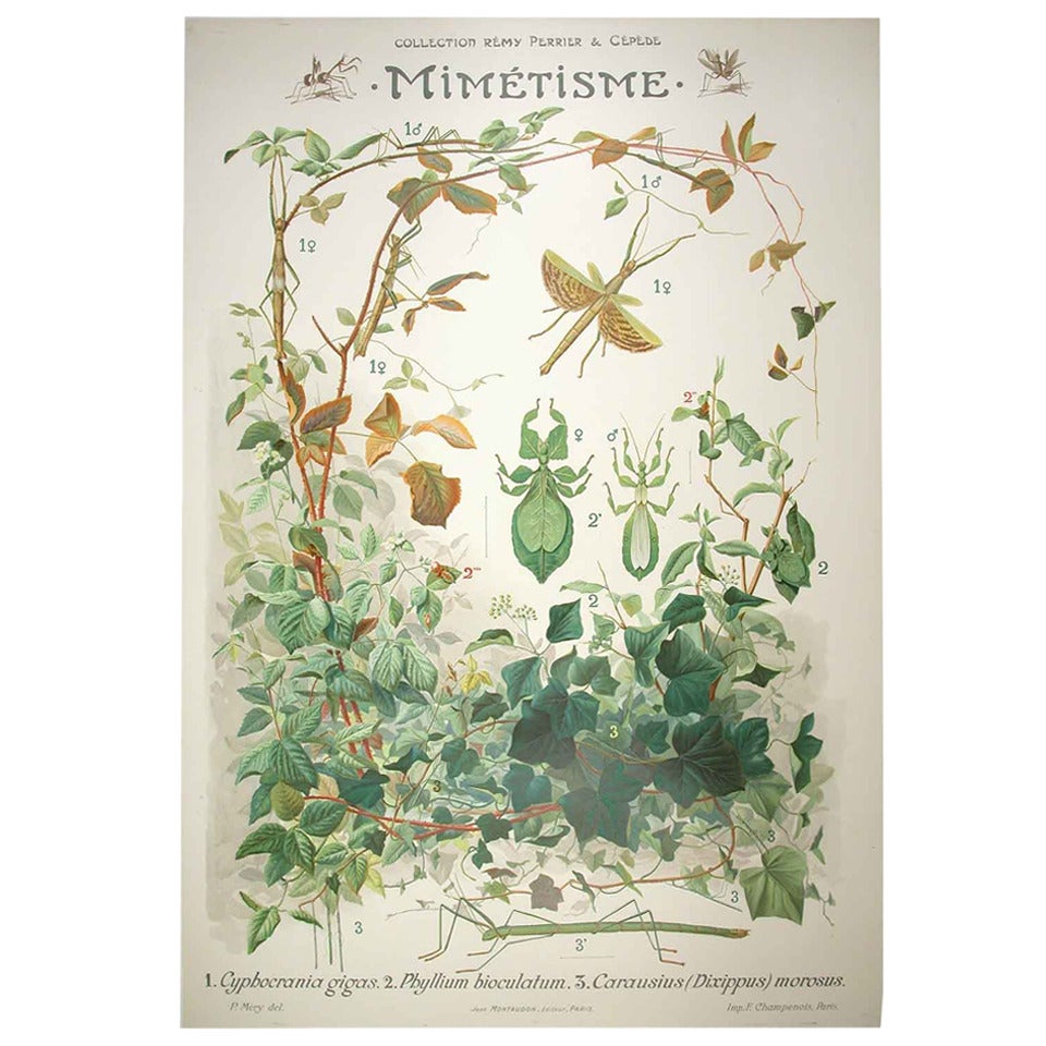 French Biological Teaching Chart from the Perrier and Cepede Series, 1912 For Sale