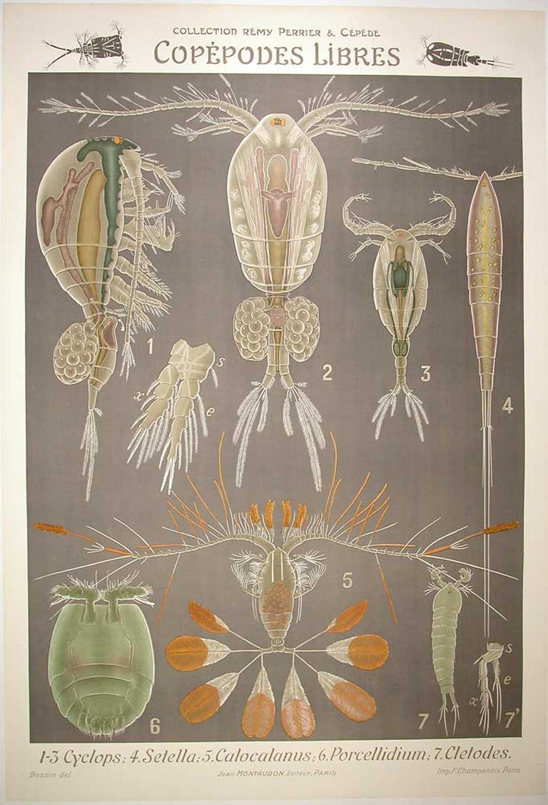 20th Century French Biological Teaching Chart from the Perrier and Cepede Series, 1912 For Sale