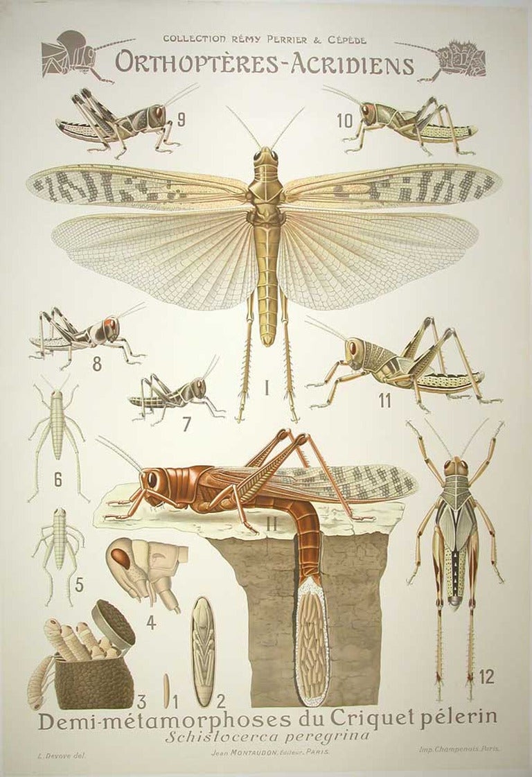 "Mimetisme" (Mimicry) a French teaching chart created by biologists Remy Perrier and Casimir Cepede and illustrated by P. Mery, circa 1912. This piece depicts stick insects mimicking foliage, an evolutionary survival tactic to hide from