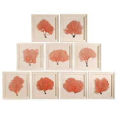 Set of 9 Red Coral Sea Fans Framed in Shadow Boxes