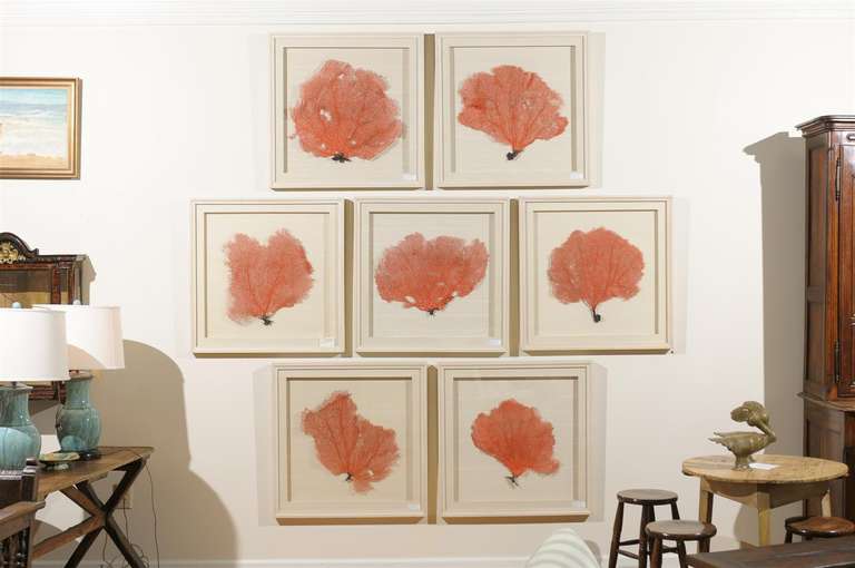 Set of Seven Original Coral Sea Fans Mounted in a Shadow Box