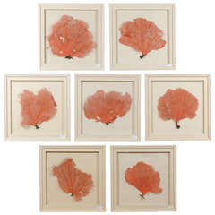 Set of Seven Original Coral Sea Fans Mounted in a Shadow Box