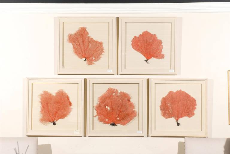 These beautiful pieces of coral are floated on hand painted and textured mat with matching outer mat. The custom shadowbox is hand painted ivory finish. They are sold separately.