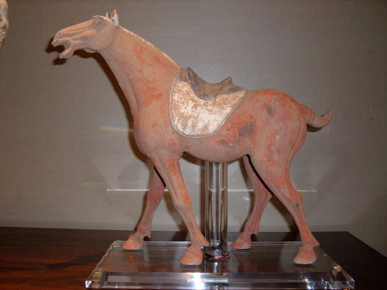 Tang Dynasty terra cotta horse with saddle.