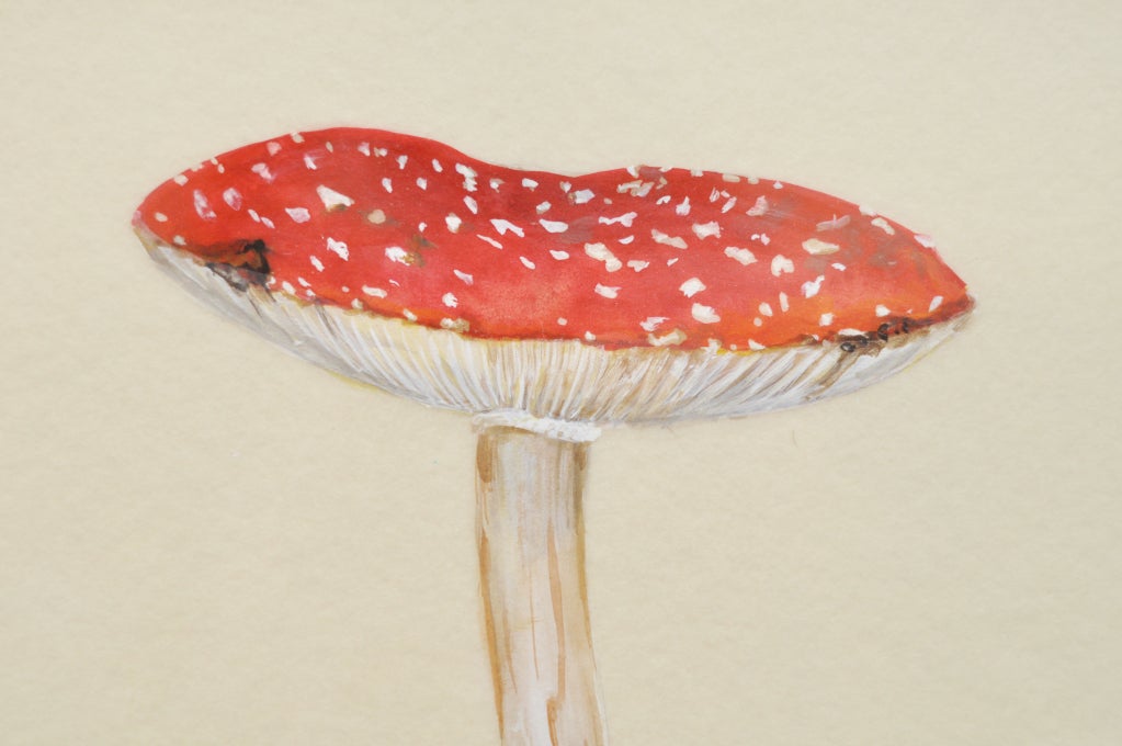 A framed Amanita muscaria mushroom.
Unframed dimensions: 13.1/4'' x 9.1/4''.
Priced individually.