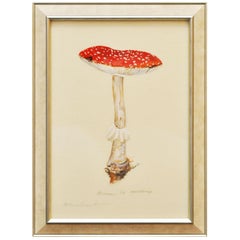 Botanical Works of Mushrooms by Artist Anna Chiara Branca
