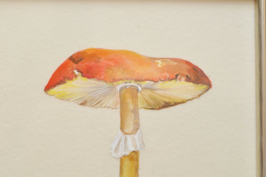 A framed Amanita caesarea mushroom.
Unframed dimensions: 13.1/4'' x 9.1/4''.
Priced individually.