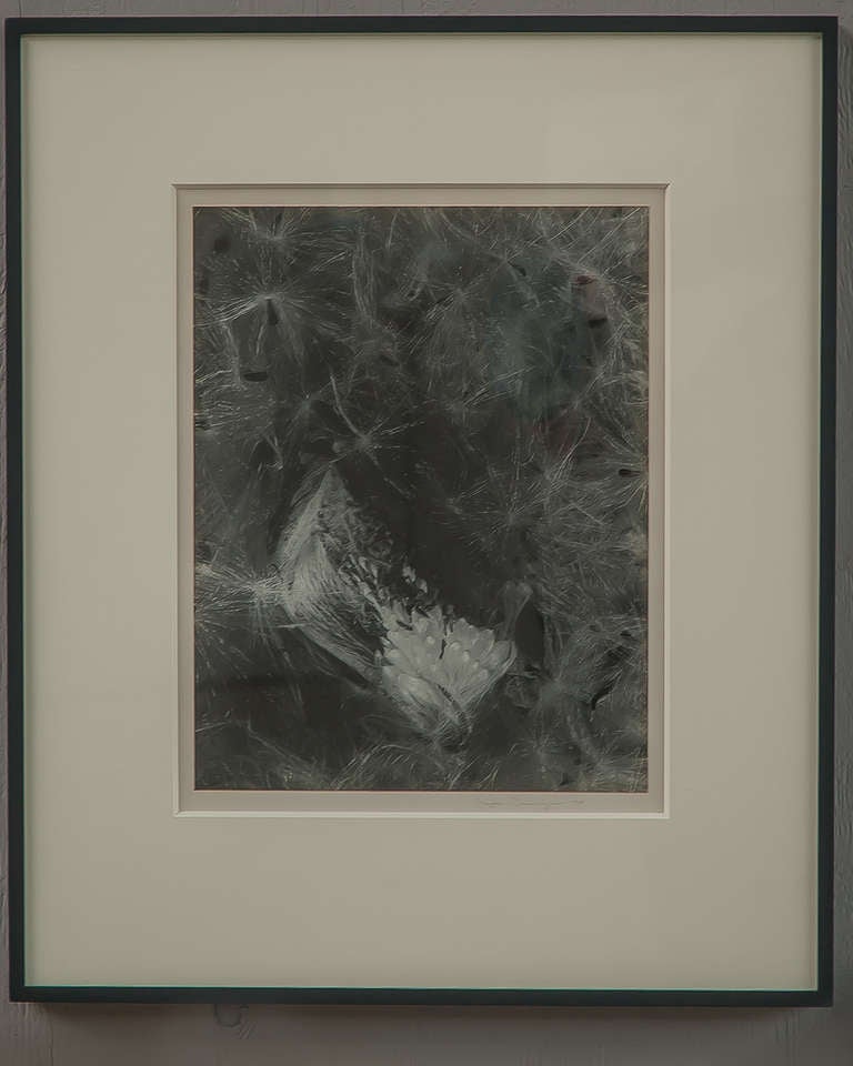 Imogen Cunningham (American, Californian, 1883-1976) Framed gelatin silver print:
