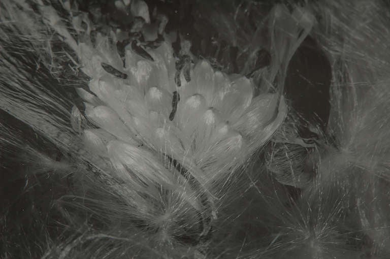 Mid-20th Century Imogen Cunningham Vintage Photograph For Sale