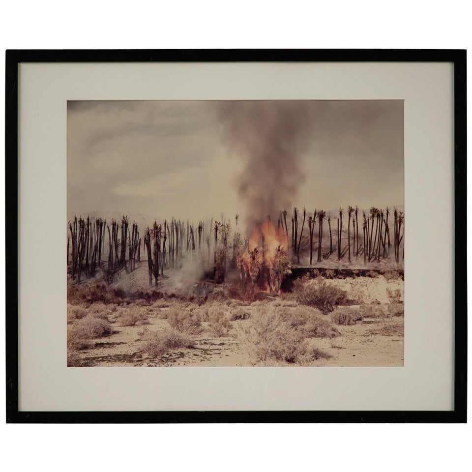 Richard Misrach Desert Fire #1 Burning Palms Desert Cantos Series 1983
