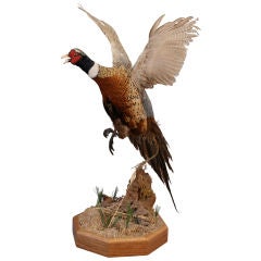 Ringneck Pheasant Taxidermy Bird
