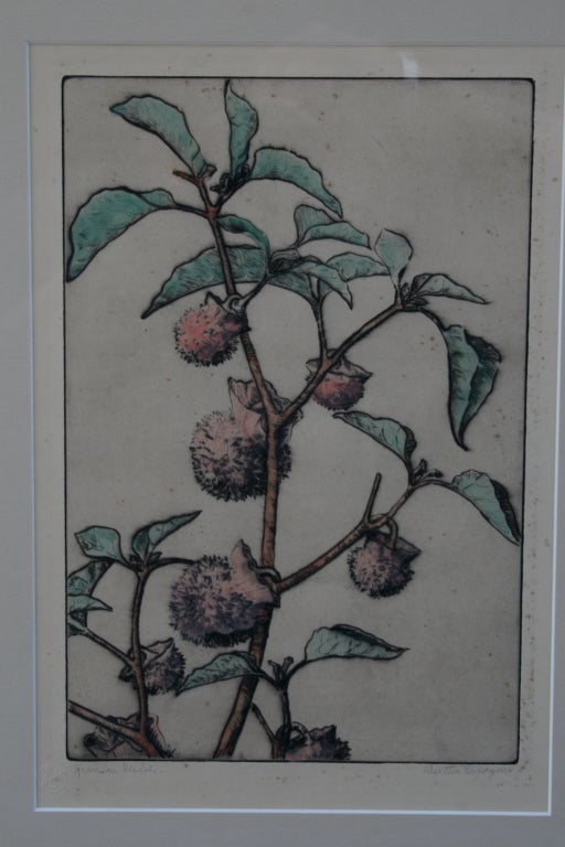 American Etching By Bertha E Jacques, Jimson Weed