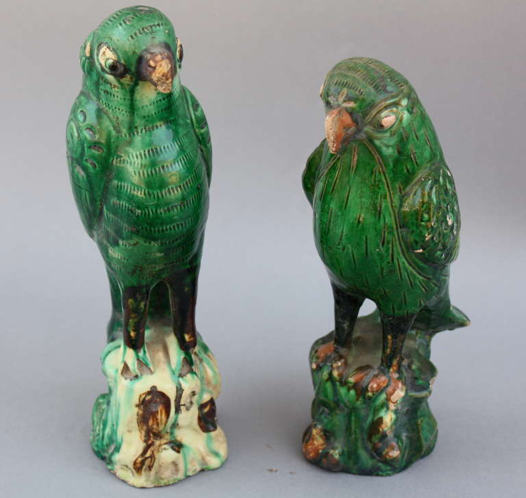An old label identifies these parrots as Ching dynasty. Their age is apparent and they could easily be older. We know parrots were popular in the Ching era but these parrots appear to be earlier and may be Ming. Condition is good but there are