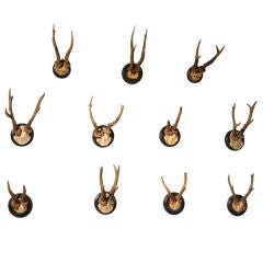 Set of 11 German Roe Deer Antlers