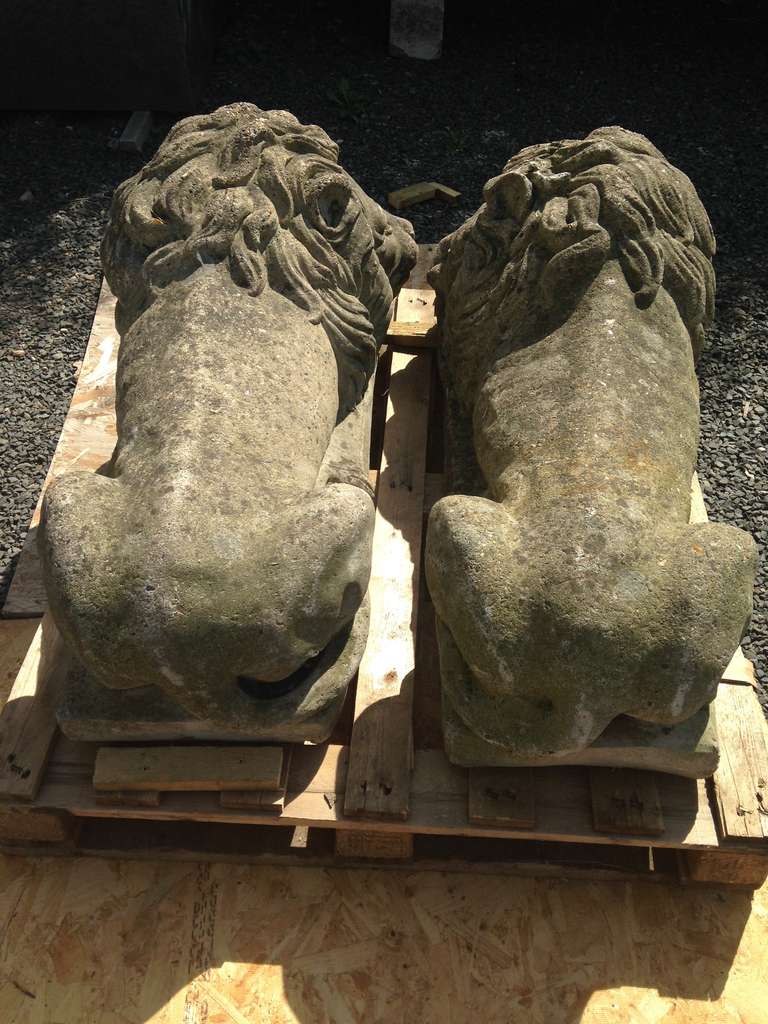 Mid-20th Century Gorgeous Pair of Large English Stone Lions