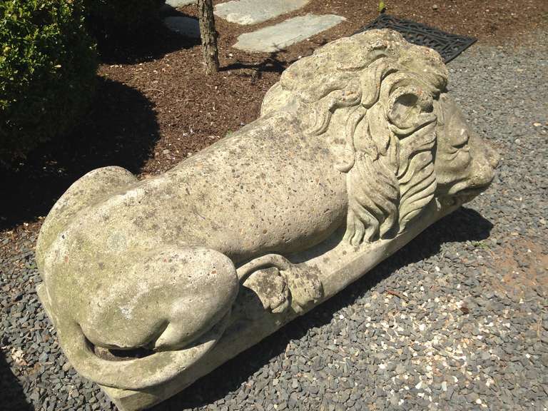 Gorgeous Pair of Large English Stone Lions 2