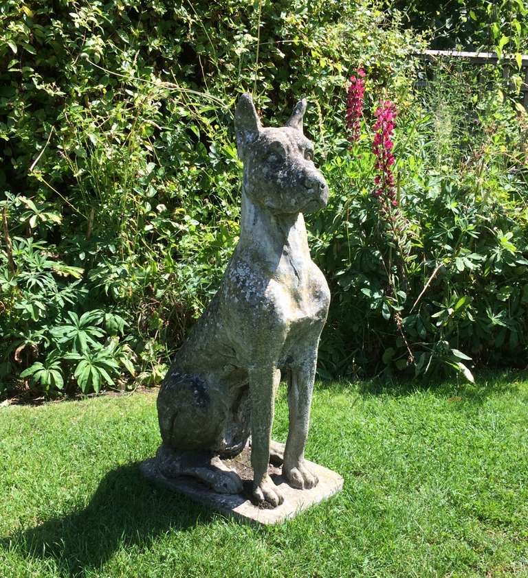What a wonderful sentry for your porch or garden.  This large and beautifully-weathered cast stone Great Dane statue will make a striking addition placed by your front door or as a focal point in your garden.  Noble and elegant!  Beautiful condition.