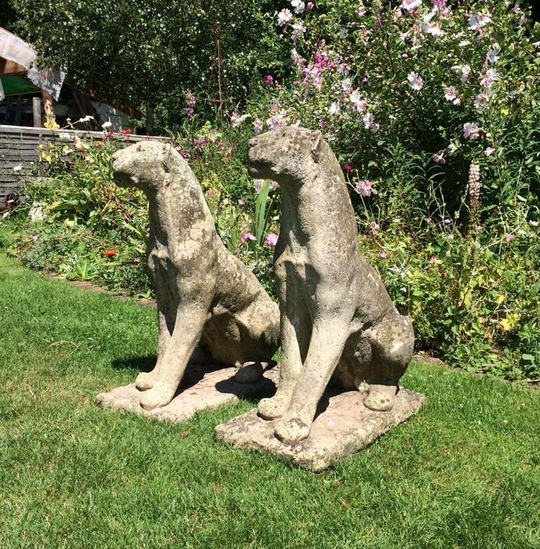 It is rare to find big cat statuary and these are just wonderful. Stately without being threatening, the figures are identical and so can be sold individually or together. Sporting a beautifully weathered surface, they will give you decades of