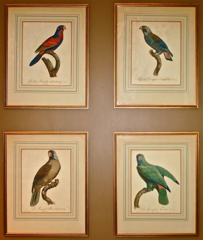 FOUR Early 19th Century Hand Colored Engravings of Parrots