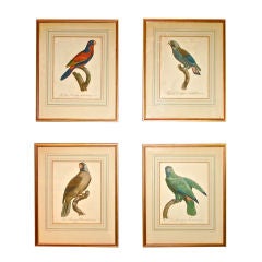 FOUR Early 19th Century Hand Colored Engravings of Parrots