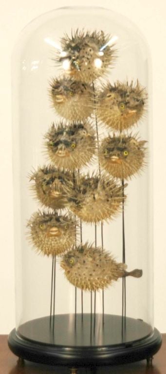 European collection of 9 blow fish preserved under glass dome. All resting on brass feet.