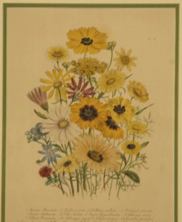 English c1849 Loden Botanical Lithographs, Set of 6 7