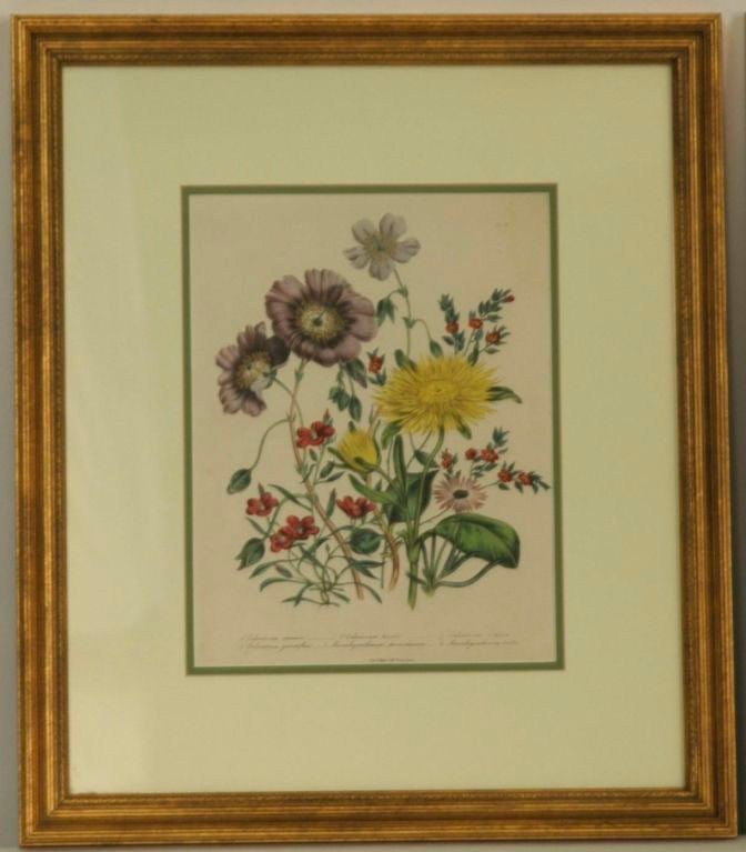 Set of 6 hand painted Loden botanical lithographs, framed.