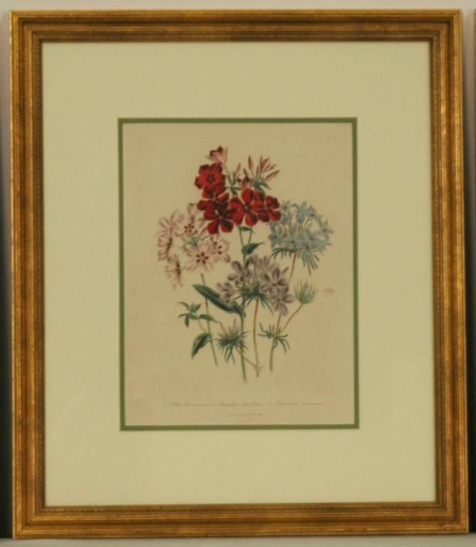 19th Century English c1849 Loden Botanical Lithographs, Set of 6