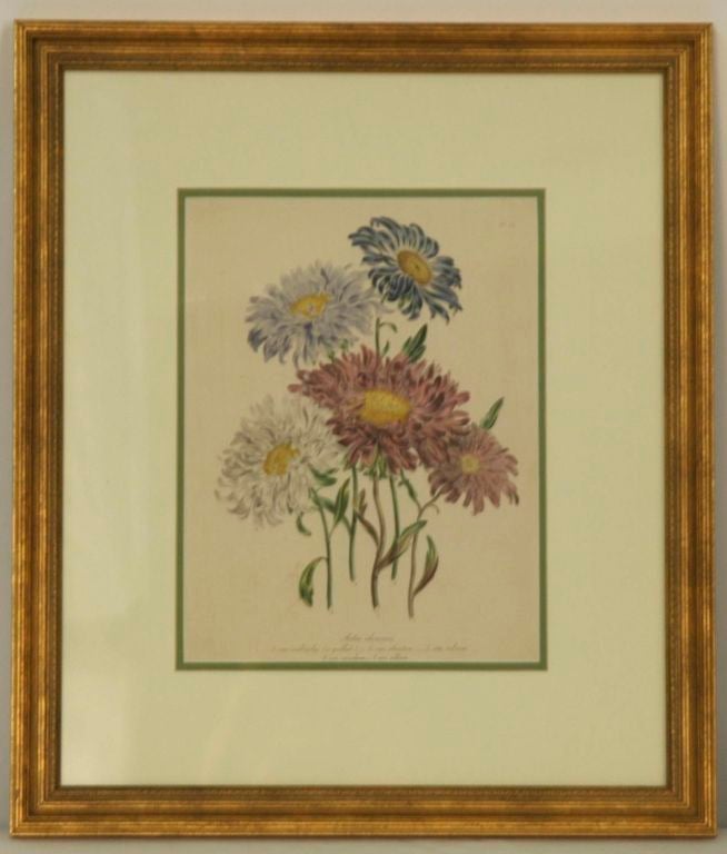 English c1849 Loden Botanical Lithographs, Set of 6 4