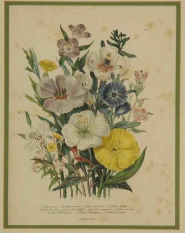 English c1849 Loden Botanical Lithographs, Set of 6 5