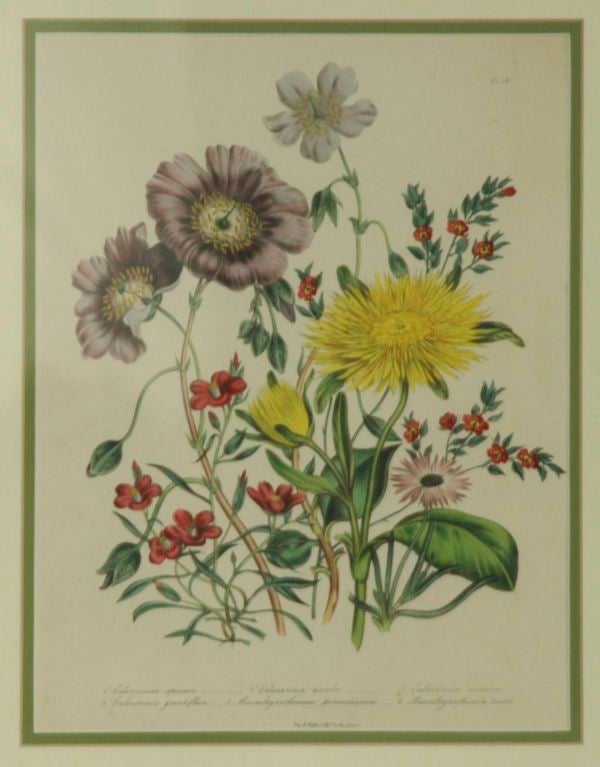 English c1849 Loden Botanical Lithographs, Set of 6 6