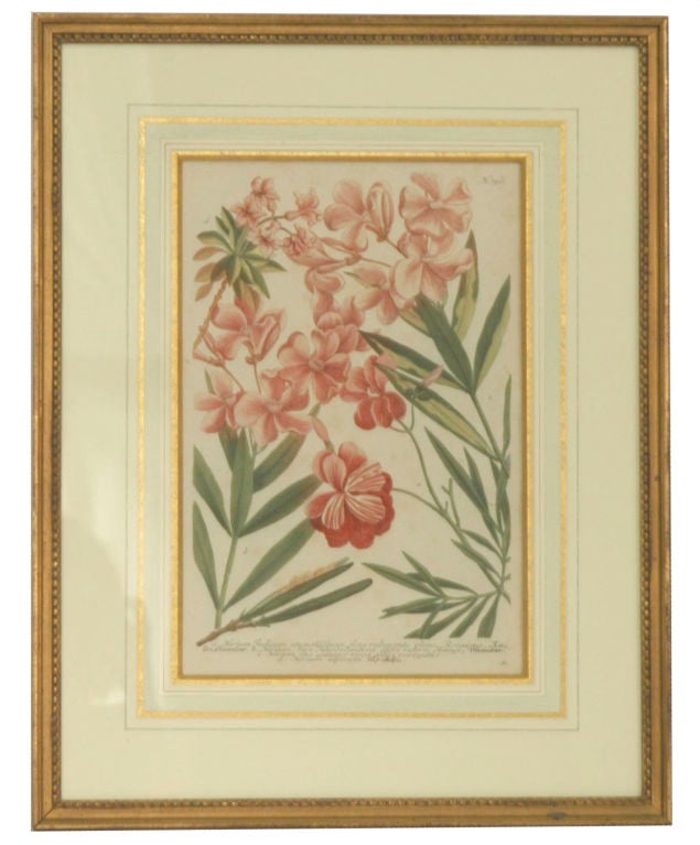 Johann Weinmann botanical prints, framed. Garden flowers from Pheytanthoza Iconographia.<br />
<br />
$8,000 for all or $1250 each
