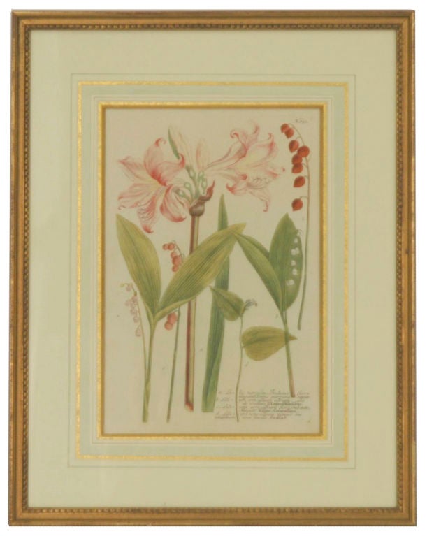 French Johann Weinmann Botanical Prints, Set of 8