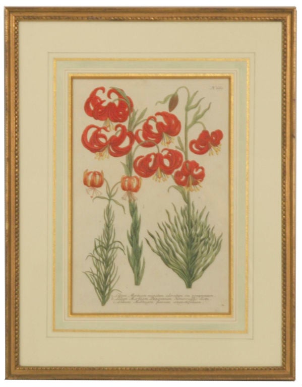 Johann Weinmann Botanical Prints, Set of 8 1