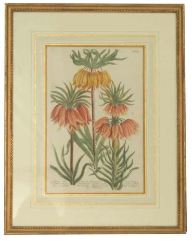 Johann Weinmann Botanical Prints, Set of 8 2