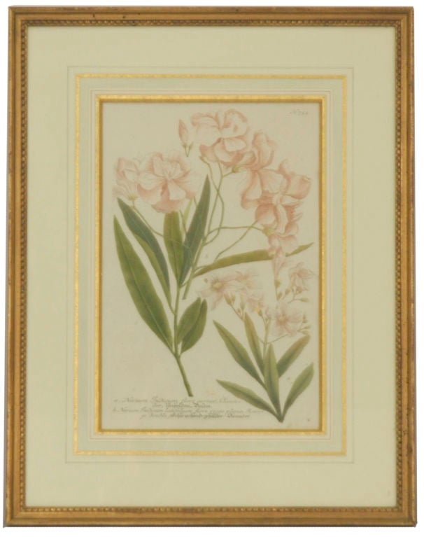 Johann Weinmann Botanical Prints, Set of 8 3