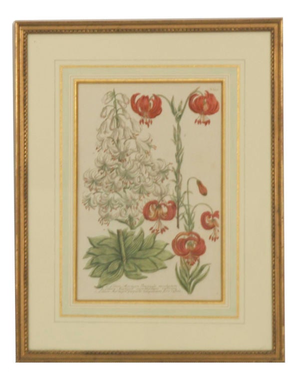 Johann Weinmann Botanical Prints, Set of 8 4