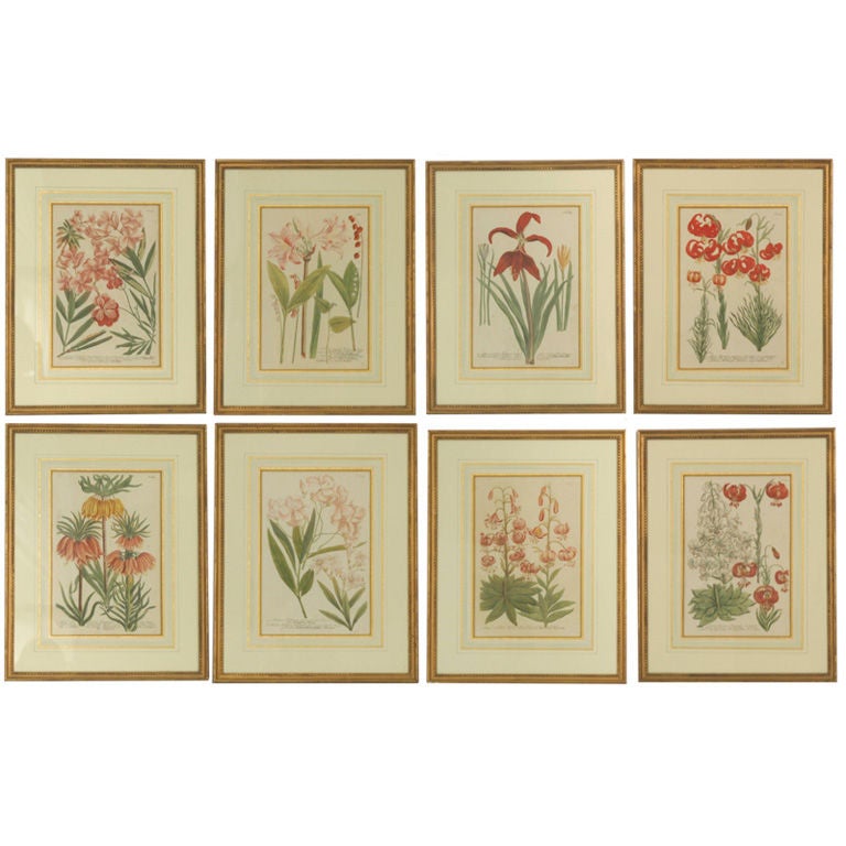 Johann Weinmann Botanical Prints, Set of 8