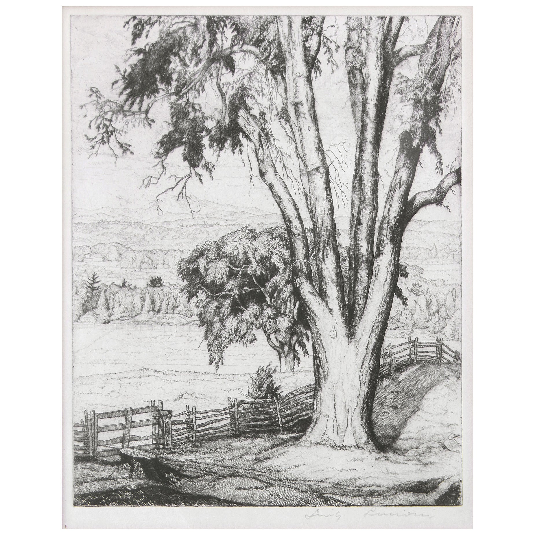 "The Old Elm, " 1934 Etching by Luigi Lucioni For Sale