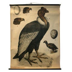 Beautiful Pull Down Chart of a Condor