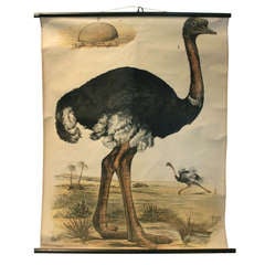 Beautiful Pull Down Chart of an Ostrich
