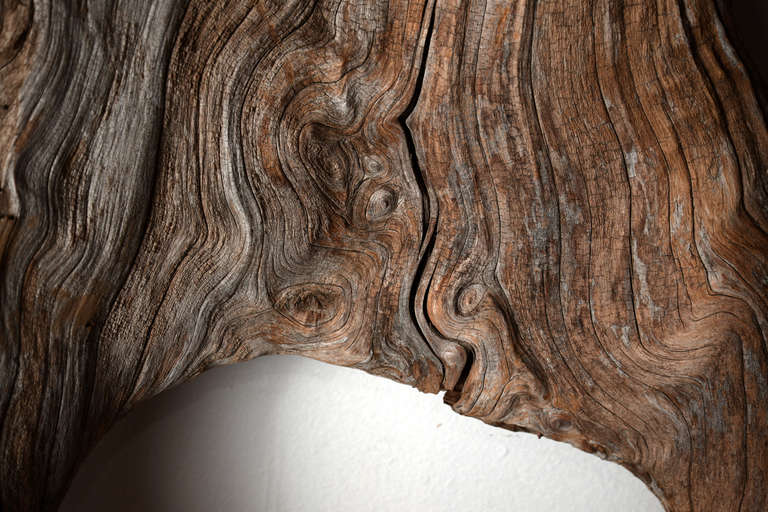 Wood Dry Cypress Knot Fragment