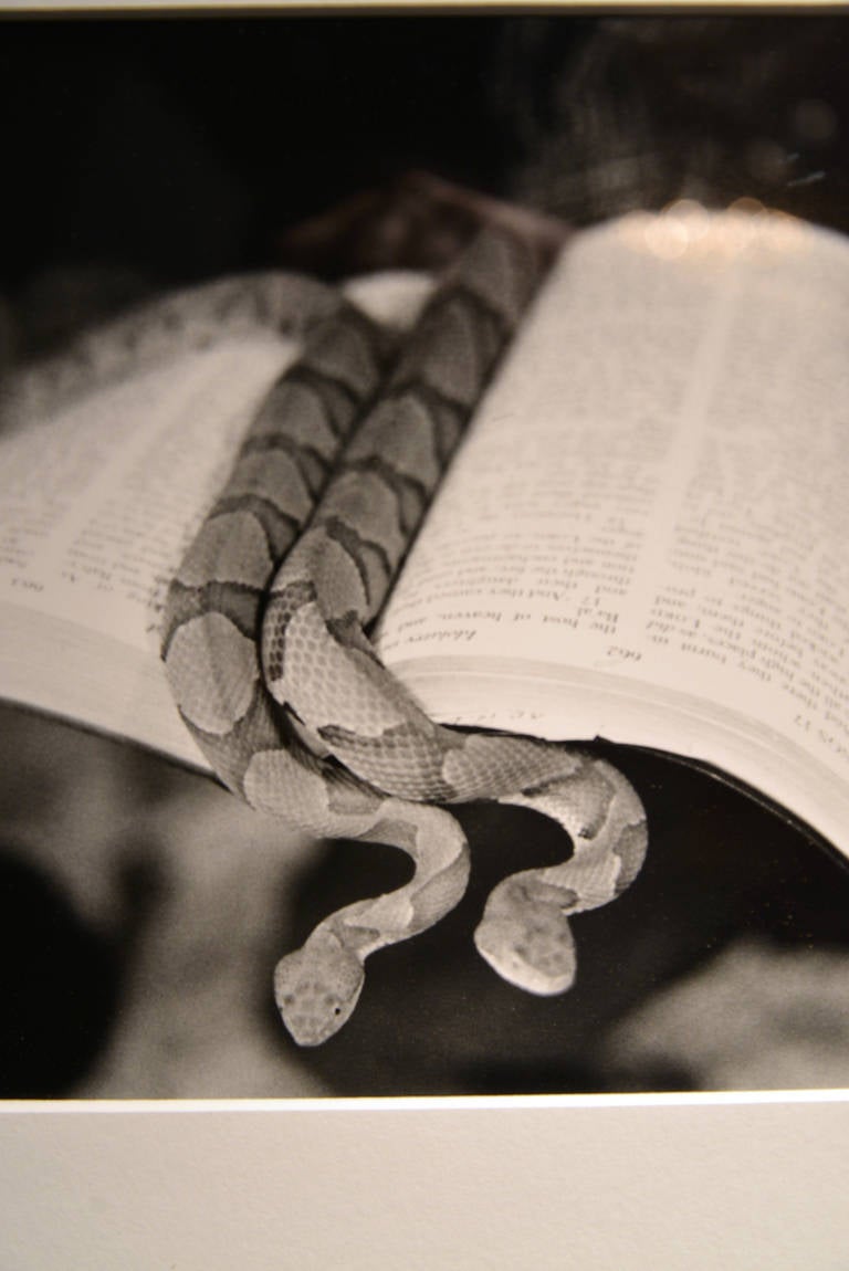 Framed black and white image of a pair of rattle snakes tucked in a bible.  This was purchased in rural Tennessee and was most likely taken during a revival.