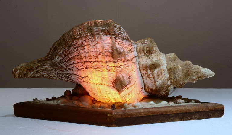 American Vintage Conch Lamp