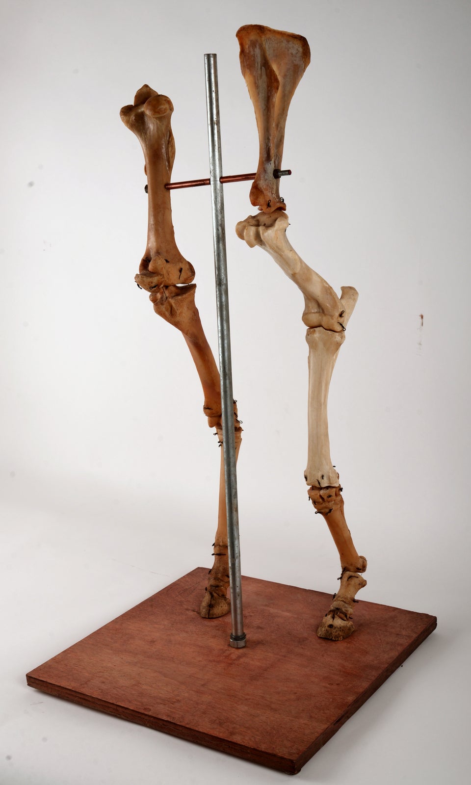19th Century Dancing Bones Sculpture